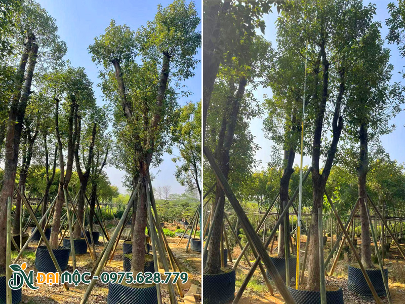 Bãi dưỡng ủ số lượng lớn cây long não cổ thụ nhập khẩu