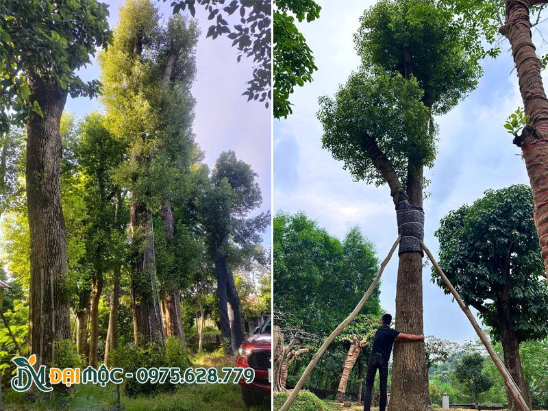 Những gốc cây long não đại thụ đồ sộ đã dưỡng ủ kỹ
