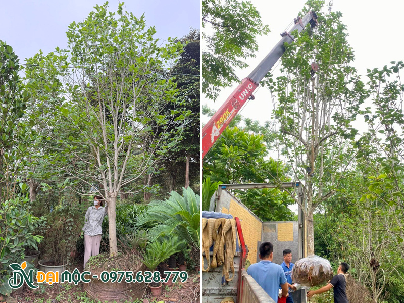Cây hoa mộc lan đường kính gốc 15 - 20cm
