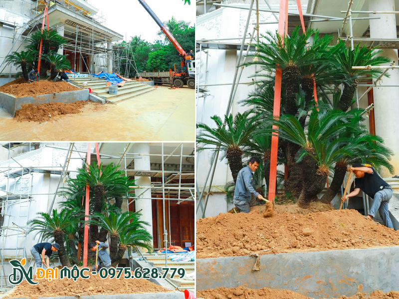Trồng bụi cây vạn tuế cổ thụ cho khuôn viên ngôi chùa lớn