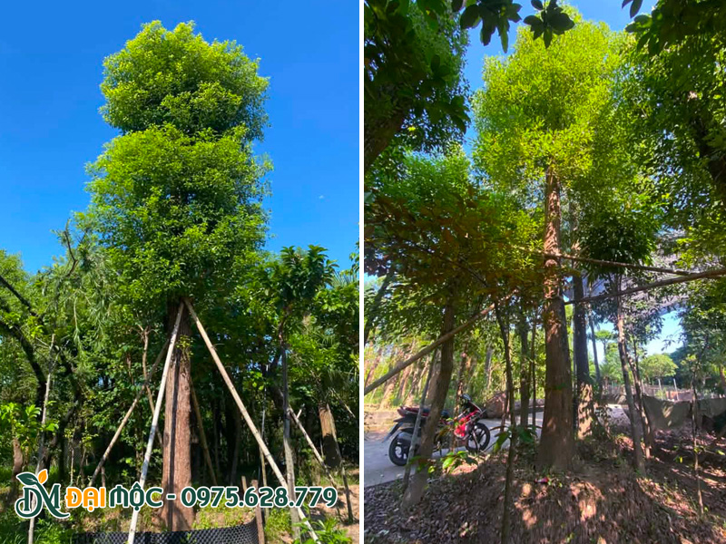 Những gốc long não được trồng gần 1 năm, tán lá xanh tốt