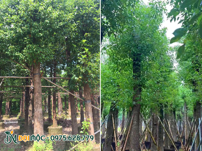 Bãi dưỡng ủ quy mô lớn cây long não cổ thụ nhập khẩu