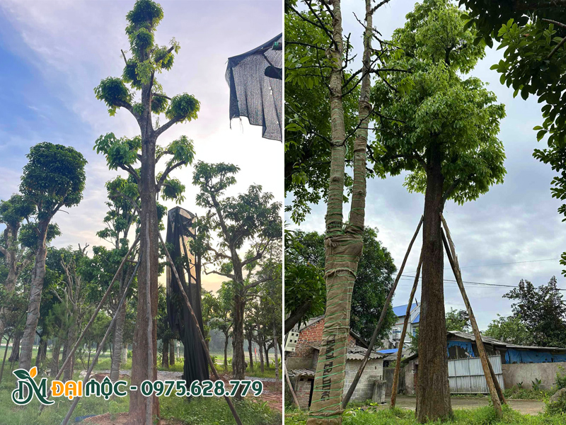 Những gốc cây sang đại thụ cao 7 - 8m
