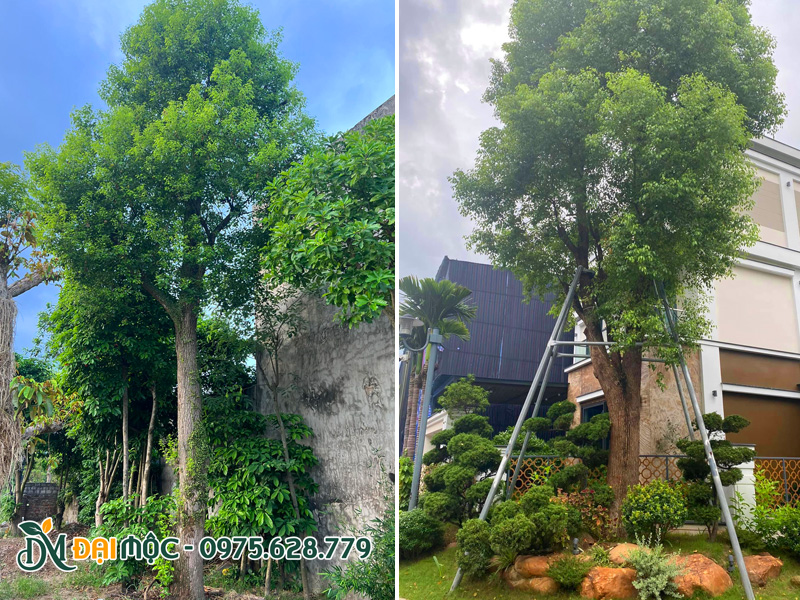 Gốc cây long não cổ thụ trồng sân vườn biệt thự