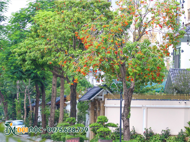 Cây sang cổ thụ trồng vỉa hè phố cổ Hà Nội