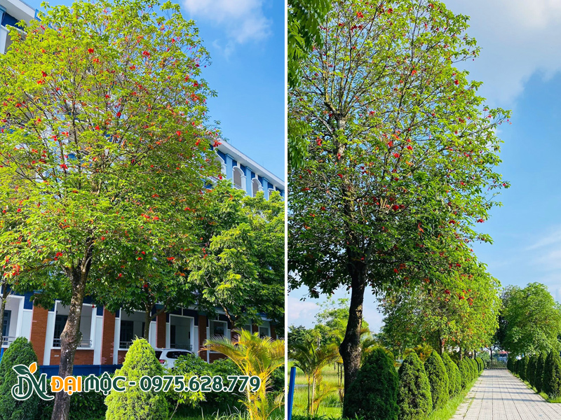 Hình ảnh cây sang cổ thụ hoa đỏ ấn tượng