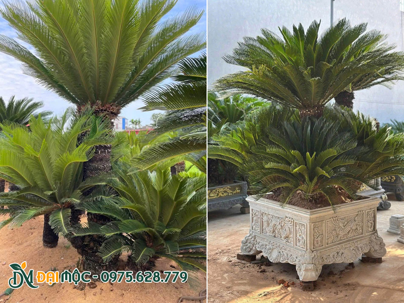 Cây vạn tuế cổ thụ tán đẹp, cây trồng đất và trồng chậu đều được