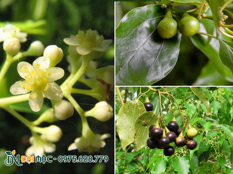 Hình thái đặc trưng của cây long não cổ thụ