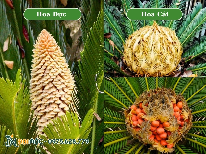 Hình dáng hoa đực, hoa cái và quả vạn tuế khi chín