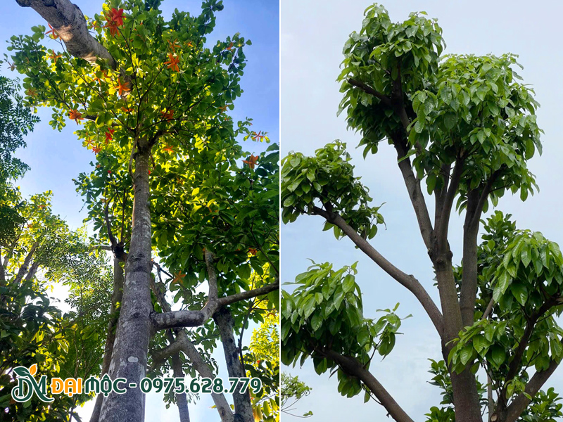 Chọn cây sang đỏ cổ thụ đã phục hồi tốt tại bãi ủ