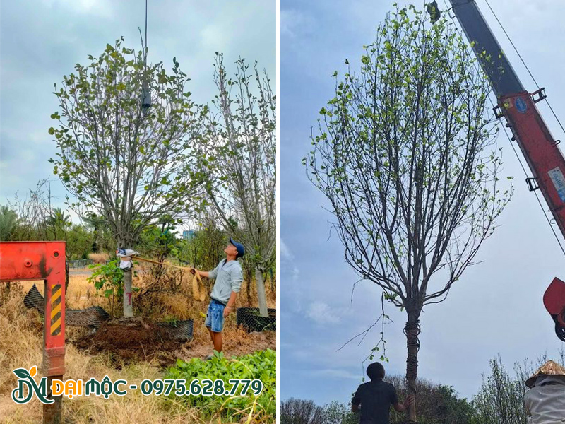 Kiểm tra thân và bầu rễ cây mộc lan cổ thụ