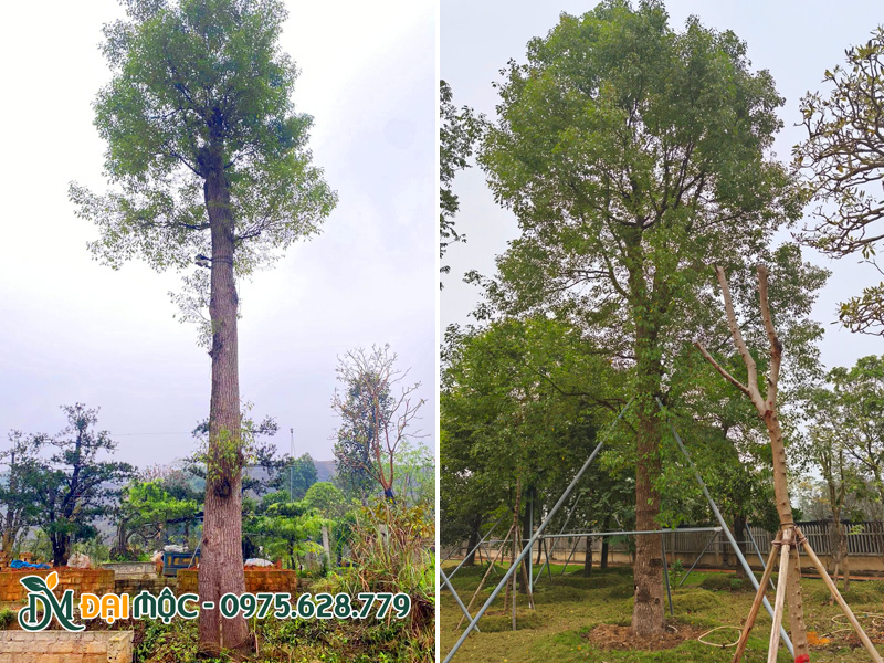 Chống cọc thép vững chái cho cây long não cổ thụ cao 8m trở lên