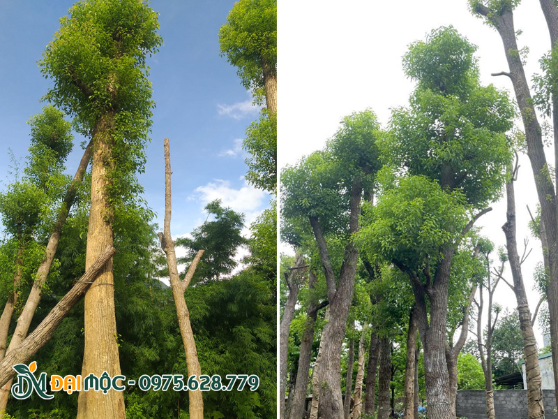 Cây đã thuần dưỡng, đảo bầu, chồi non đã ra 2 - 4 đợt