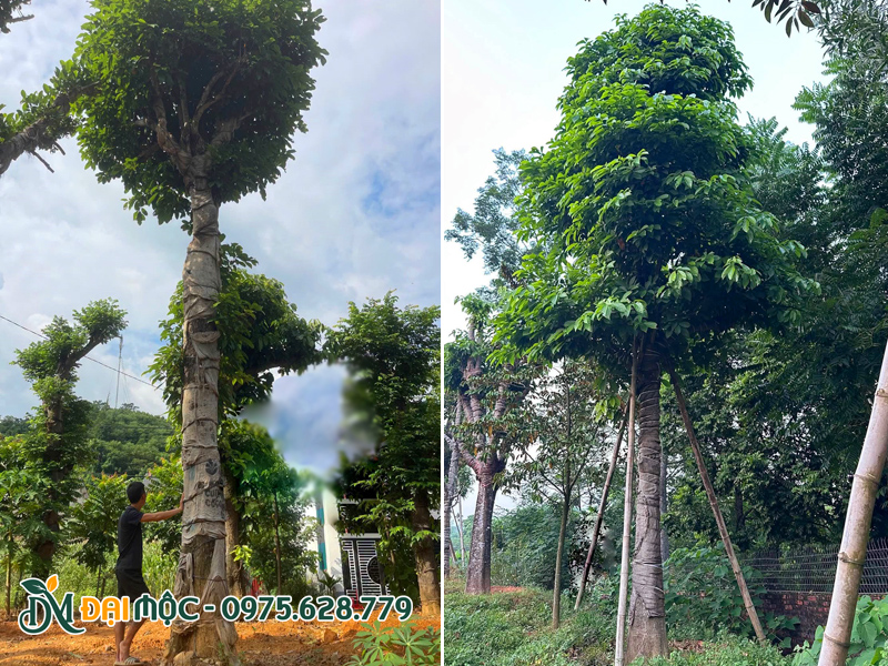 Thân vỏ và tán lá của cây đã phục hồi tốt, thoát thân trên 3m