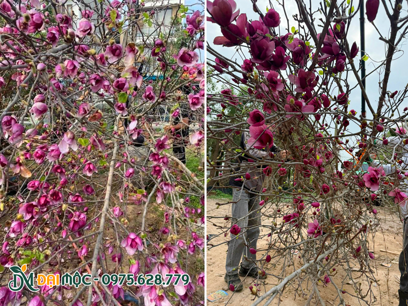 Chọn cây mộc lan sẵn hoa đẹp