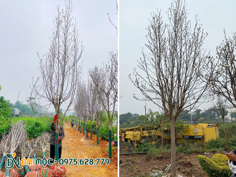 Cây hoa mộc lan cao 5 - 6m được thi công trồng chuẩn kỹ thuật