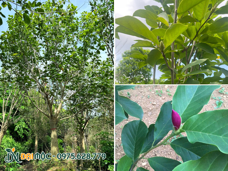 Đặc điểm nhận diện lá cây mộc lan cổ thụ
