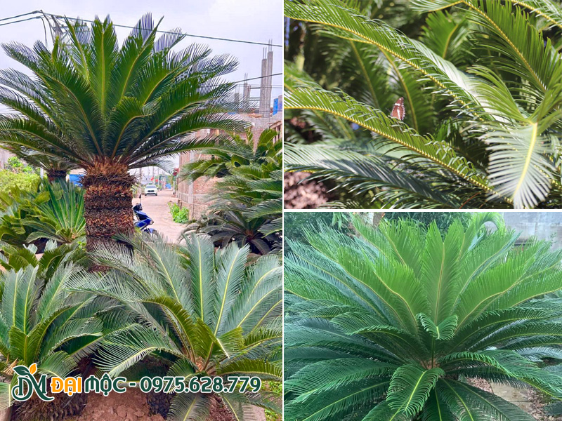 Tán lá của cây vạn tuế xanh tươi, xếp tròn đều đặn