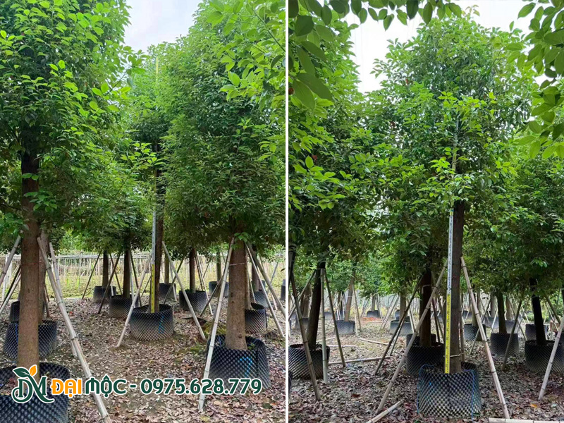 Vườn dưỡng số lượng lớn cây long não nhập khẩu từ Trung Quốc