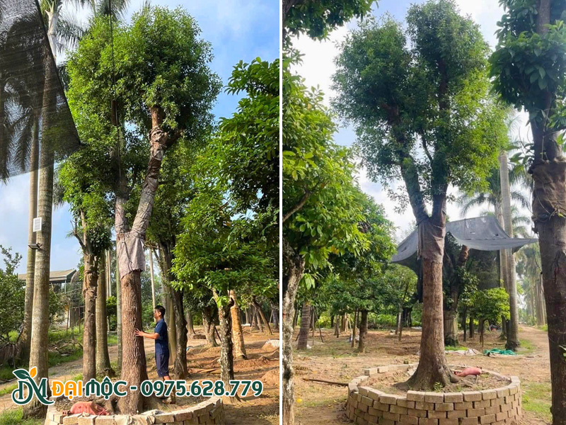 Hai gốc long não cổ thụ cao 6 - 7m đã dâm ủ nhiều năm