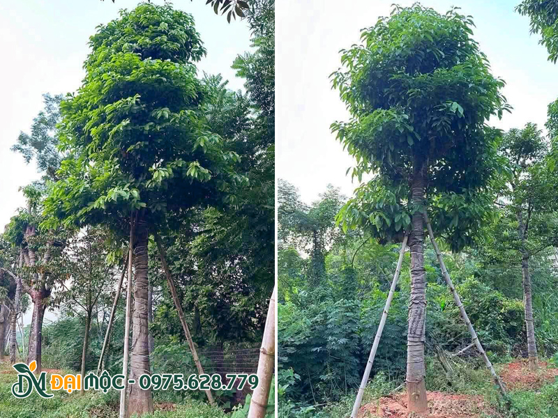 Cây sang cổ thụ đã dâm ủ kỹ hơn 2 năm