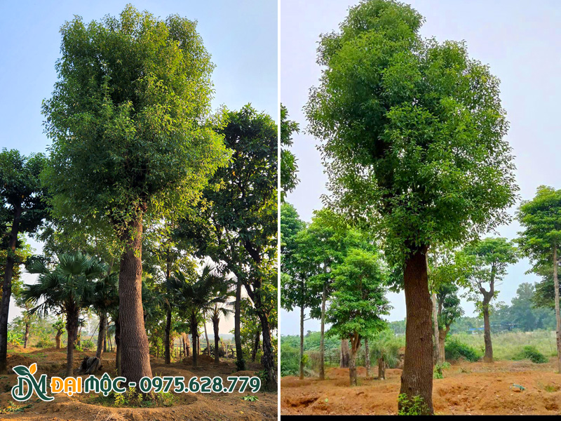 Cây dưỡng ủ hơn 2 năm tán lá xanh tốt, đường kính gốc 35 - 40cm