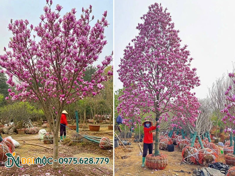 Bán cây mộc lan cổ thụ nhập khẩu chất lượng, cây siêu bông đẹp