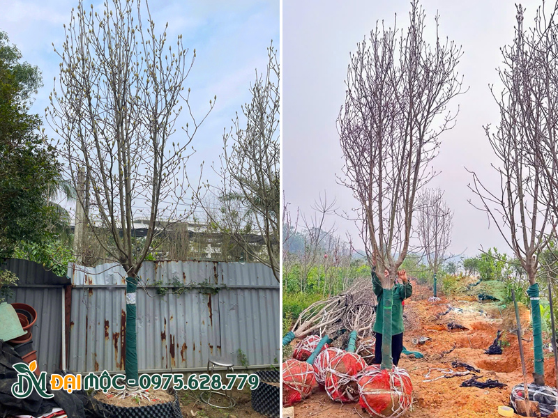 Mộc lan cổ thụ dưỡng ủ bầu nổi siêu đẹp