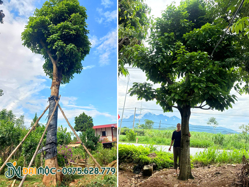 Sang cổ thụ dưỡng ủ tại vườn ở Hưng Yên