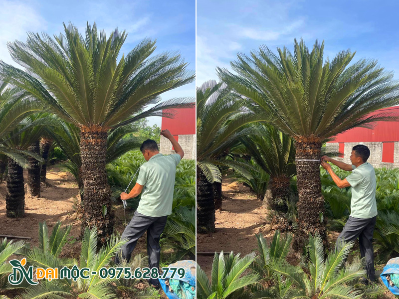 Đo đạc kích thước thực tế của cây vạn tuế cổ thụ lóng thân cao 1m6