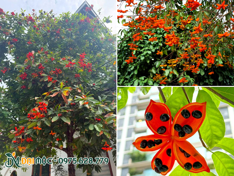 Hàng ngàn quả sang đỏ treo đầy trên cành