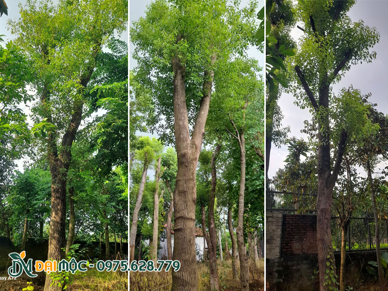 Dưỡng ủ số lượng lớn cây long não cổ thu cao 6m trở lên