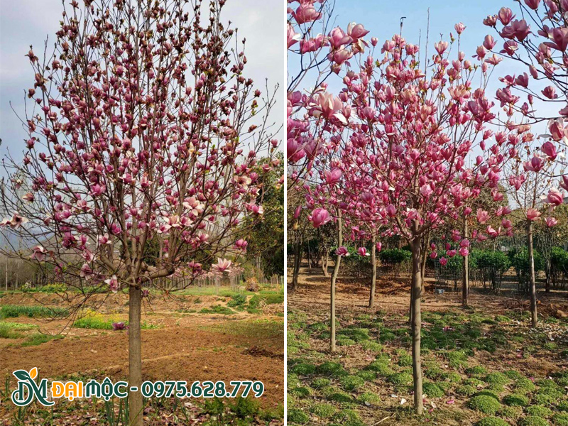 Mộc lan cổ thụ đang nở hoa rực rỡ