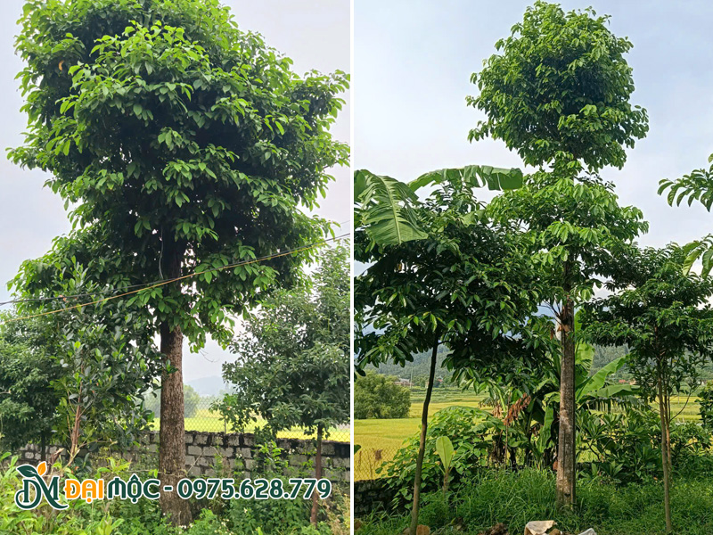 Sang đỏ cổ thụ đã dâm ủ kỹ, đã ra nhiều đợt lá
