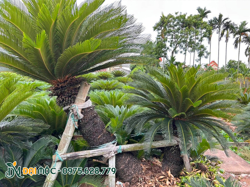 Vạn tuế thân dáng hơi cong nhẹ vô cùng nghệ thuật