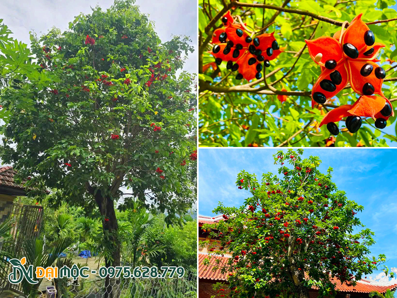 Cây sang đỏ cổ thụ trồng sân vườn, khuôn viên nhà chùa