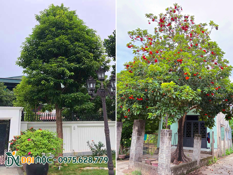 Hình ảnh những cây sang cổ thụ trồng trước nhà, tán xanh um, quả ra đỏ rực cây