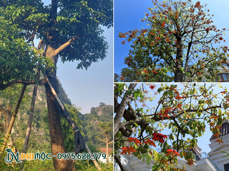 Thân cây sang cổ thụ già cỗi, lớp vỏ sần sùi