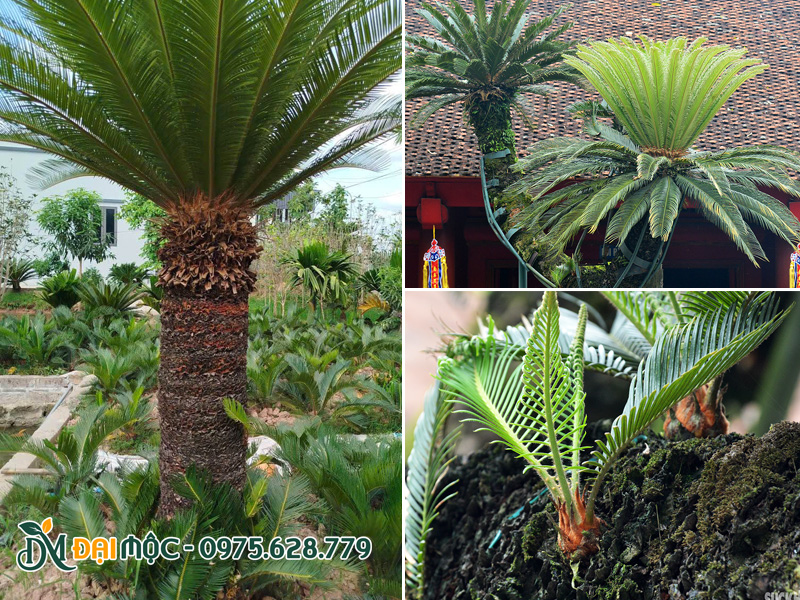 Quan sát thân vỏ của cây vạn tuế cổ thụ
