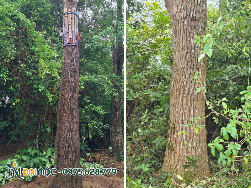 Thân vỏ sần sùi, nứt nẻ cây long não cổ thụ