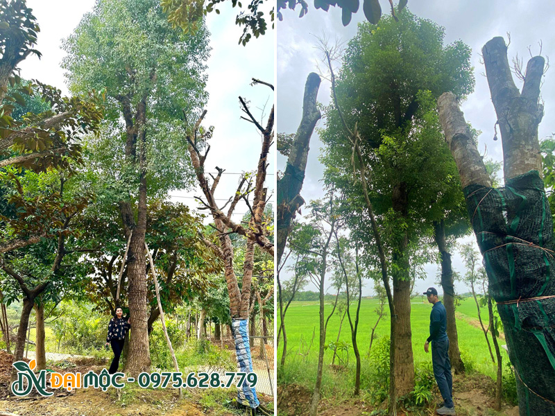 Đo kích thước cây long não cổ thụ, đường kính gốc 50cm trở lên