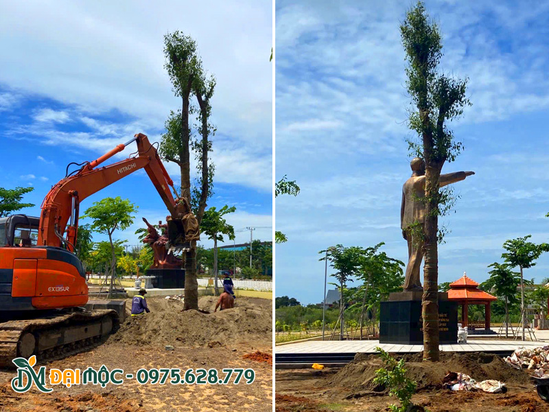 Hạ trồng cây long não đại thụ cao 6 - 7m