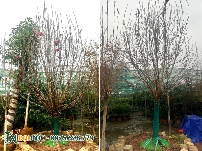 Trồng cây hoa mộc lan cổ thụ trong bồn nổi