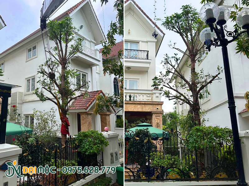 Thi công trồng cây sang cổ thụ cho sân vườn biệt thự