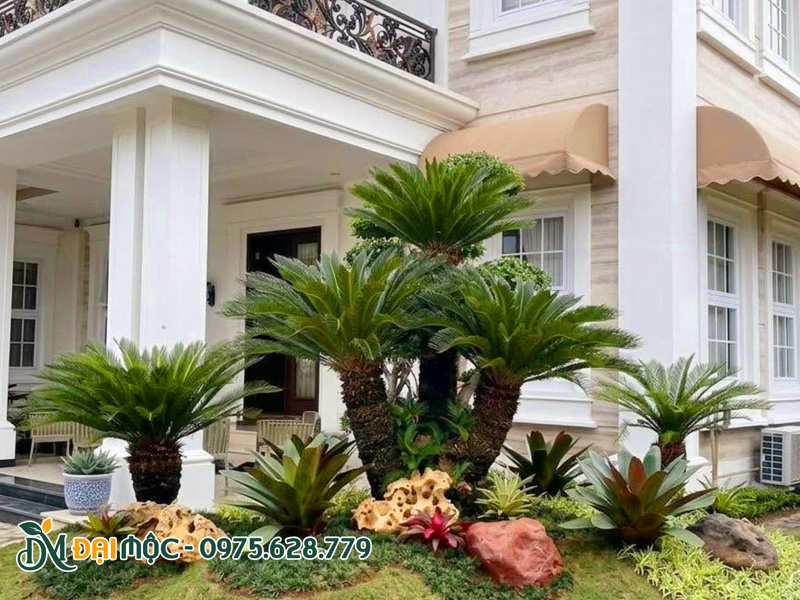 Trồng cây vạn tuế cổ thụ đa thân trong khuôn viên biệt thự