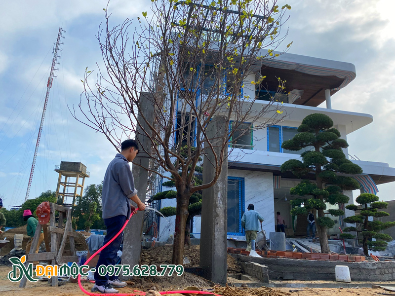 Thi công trồng cây mộc lan cổ thụ cho sân vườn biệt thự