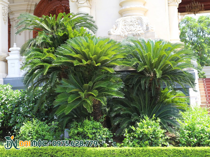 Vạn tuế cổ thụ cao hơn 2m, đa thân, trồng trong khuôn viên lâu đài