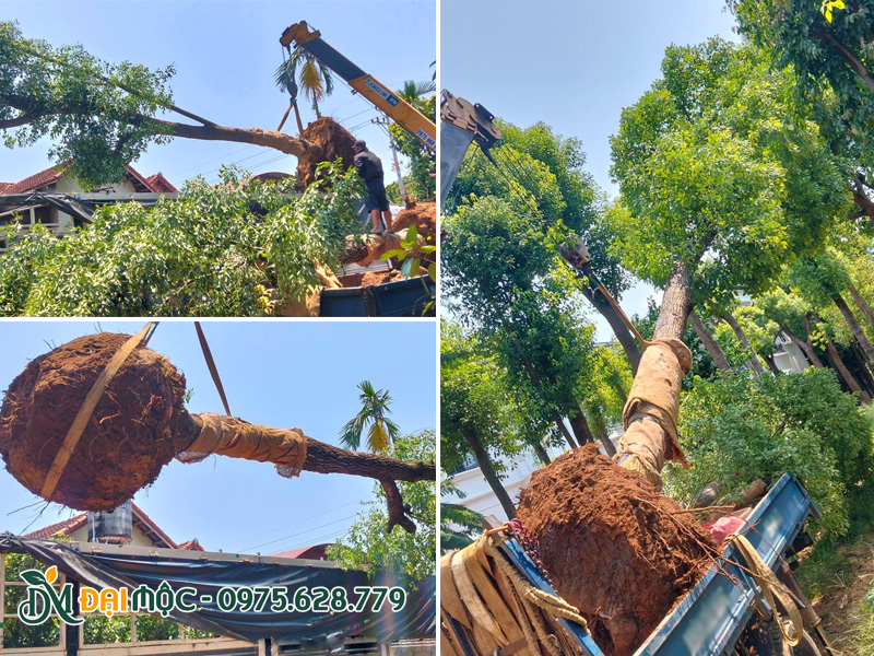 Cẩu xếp cây long não cổ thụ lên thùng xe cẩu tự hành
