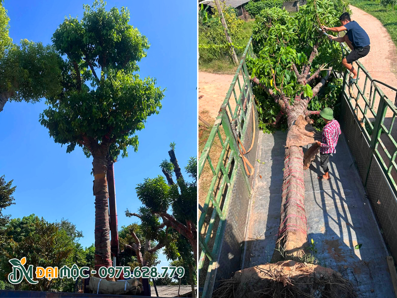 Cây sang đỏ cổ thụ đường kính gốc trên 50cm