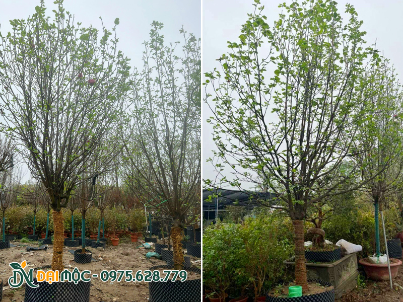 Những gốc cây mộc lan cổ thụ 10 - 15cm tại vườn dưỡng ủ ở Hà Nội